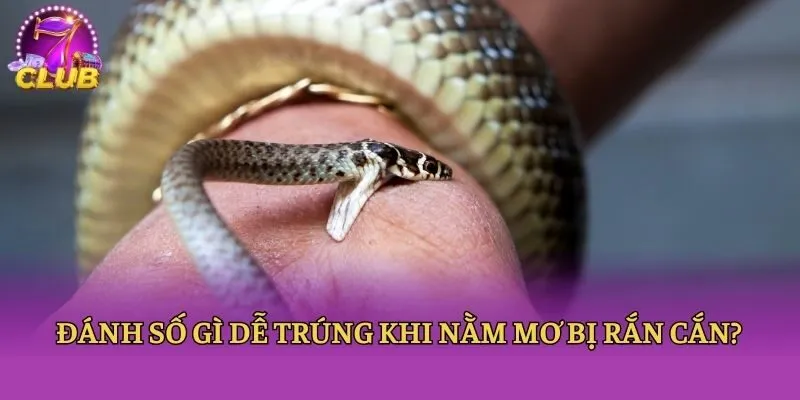 Đánh số gì dễ trúng khi nằm mơ bị rắn cắn?